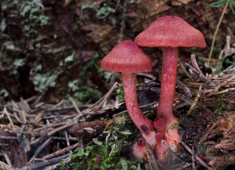 Cortinarius sanguineus